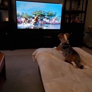 Meet your Posher, Josie